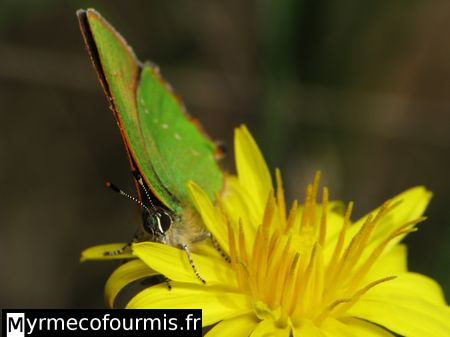 Un petit papillon aux ailes vertes et rouge brique.
