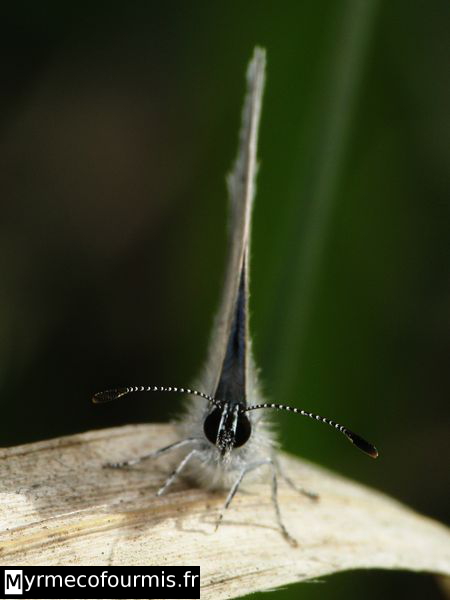 Un petit papillon gris vu de face avec les ailes refermées, on voit ses yeux composés noirs et ses antennes noires et blanches rayées, le papillon est recouvert de poils.