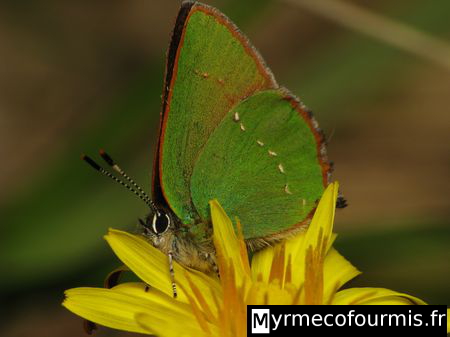 Un papillon vert avec les ailes refermées de couleur verte avec des liserés blancs et rouges.