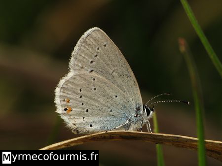 Un petit papillon azuré avec les ailes refermées de couleur grises avec une teinte bleue près de son corps et des taches noires et oranges à l'arrière des ailes.
