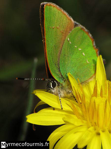 Un papillon vert avec ses ailes repliées sur une fleur jaune ressemblant à un pissenlit.