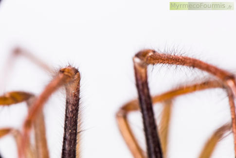 Articulations des pattes d'une araignée tégénaire.