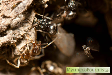 Pseudacteon parasite de fourmis Lasius