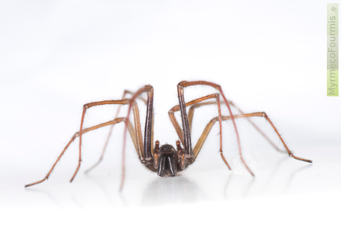 Une grosse araignée brune appelée "tégénaire" en macrophotographie sur fond blanc.