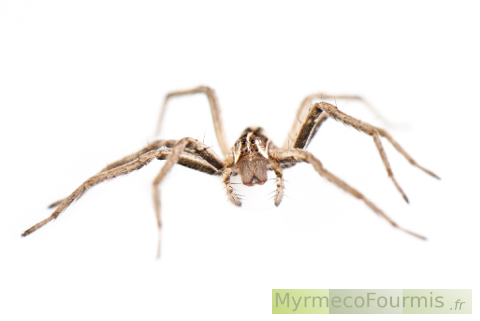 Une araignée de l'espèce Pisaura mirabilis, photographiée de très près sur fond blanc.
