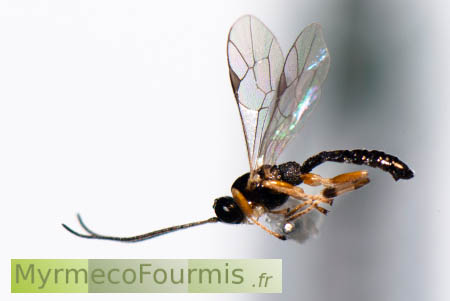 Photographie macro sur fond blanc de profil d'un insecte hyménoptère (guêpe solitaire) parasite d'araignées. Polysphincta sp. Collecté à Toulouse.