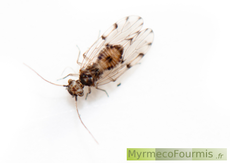 Macrophotographie d'un insecte psocoptère ailé photographié de dessus sur fond blanc. Cet insecte appartient à l'ordre des Psocoptera, il a été trouvé sous les écorces d'un arbre mort.