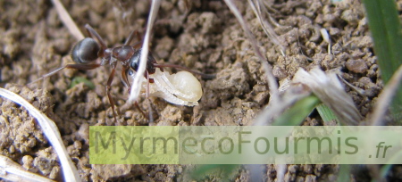 Cette Formica cf rufibarbis porte une nymphe.
