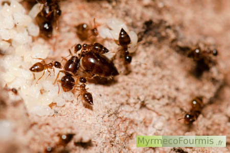 Reine fourmis et nymphes de Crematogaster sordidula, une espèce de petites fourmis brunes à l'abdomen pointu.