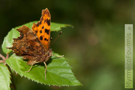 Un papillon orange et brun avec des taches noires et des ailes très découpées, appelé Robert le diable (Polygonia c-album).