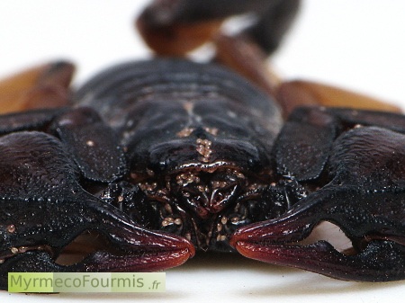 Acarien parasites sur un scorpion noir et brun.