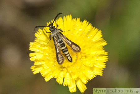 Une sésie, un papillon avec des ailes étroites transparentes de la famille des Sesiidae sur une fleur jaune d'apiacée.