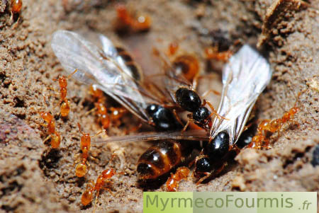 Photographie macro de quatre princesses de fourmis ailées ou volantes (aussi appelées aludes), dans leur nid, entourées d'ouvrières. Ces fourmis appartiennent à l'espèce Solenopsis fugax et sont sur le point d'essaimer.