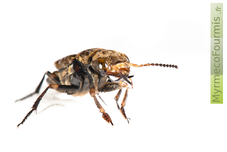 Les mandibules du staphylin tessellé sont très développées, cet insecte s'attaque principalement à d'autres coléoptères nécrophages et coprophages.