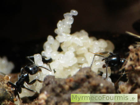 Des petites fourmis noires autour d'un tas d'oeufs de fourmis.