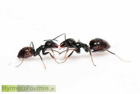 Trophallaxie entre fourmis invasoves Tapinoma nigerrimum. Deux ouvrières noires vues de profil sur fond blanc sont face a face et échangent de la nourriture.