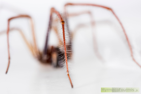 Photo d'une patte avant d'une araigné tégénaire sur fond blanc.