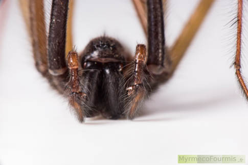 Photo macro de la tête d'une araignée tégénaire.