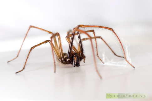 Une araignée tégénaire, macrophotographie de profil sur fond blanc.