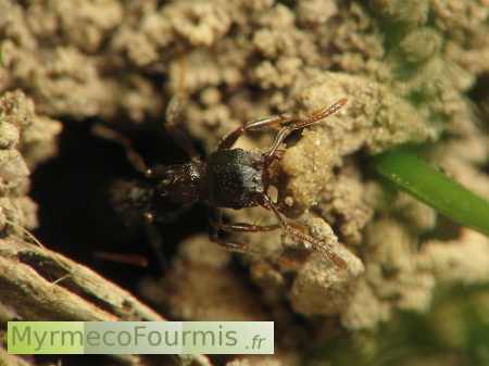 Une petite fourmi noire des jardins sort de son nid.