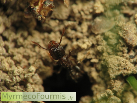 Une fourmi Tetramorium sortant de son nid.