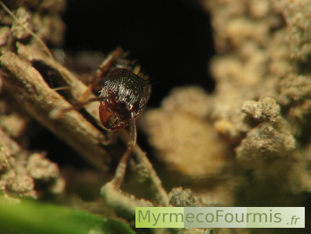 Gros plan sur la tête d'une petite fourmi noir des jardins à l'entrée de la fourmilière.