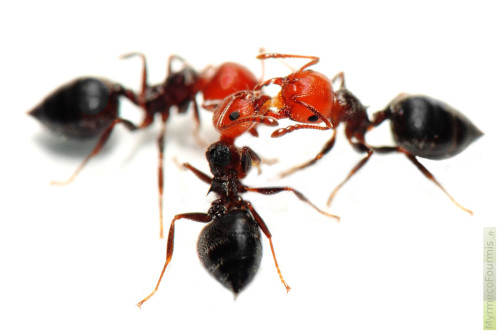 Photographie macro de fourmis s'échangeant de la nourriture par trophallaxie. Macrophotographie sur fond blanc de trois fourmis de l'espèce Crematogaster scutellaris. Ces fourmis ont la tête rouge et l'abdomen noir en forme de pique.