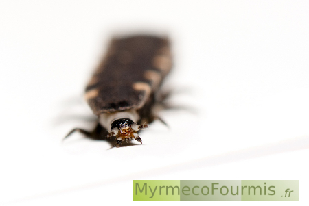 La larve du ver luisant est capable de briller dans la nuit grâce à une enzyme.