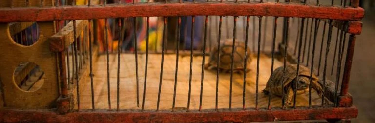 Une tortue dans une cage sur un marché.