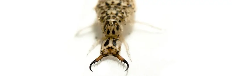 Larve de fourmilion de couleur sable avec de grandes mandibules.