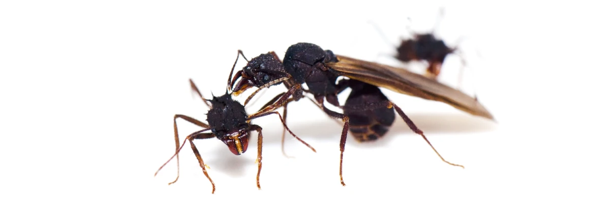 Au premier plan, une princesse fourmi ailée inspecte une ouvrière. Une autre fourmi est visible en arrière plan.