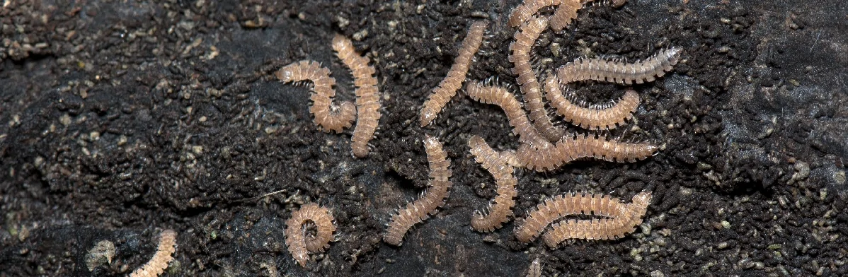 Photo d'un groupe de polydesmidés blancs ou bruns clair, sur fond de terre.