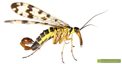 Un mécoptère Panorpidae ou mouche scorpion pris en photo sur fond blanc de profil.
