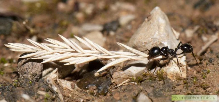Une fourmi noire granivore porte un épis de graines de graminées. Cette fourmi tire un poids énorme en comparaison à son propre poids. Les fourmis sont capables de porter et de tirer plusieurs dizaines de fois leur propre poids.