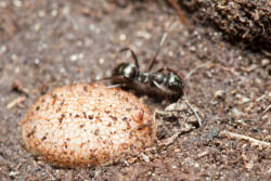Un microdon, larve blanche de mouche parasite de fourmis, dans un nid de fourmis noires.