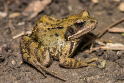 Une grenouille rousse, de couleur brun, marron noir et vert de l'espèce Rana temporaria, vue en gros plan sur le sol d'une forêt, de profil.