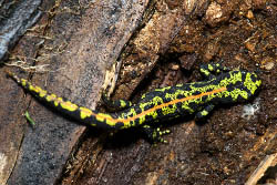 Un triton marbré, avec un corps noir marbré de vert avec une ligne dorsale orange.