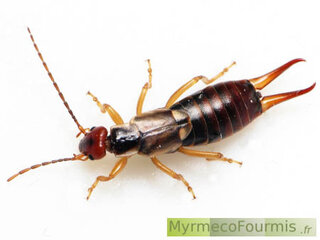 Un perce-oreilles brun, marron et jaune vu de dessus sur fond blanc, avec deux grandes pinces à l'arrière de son corps.