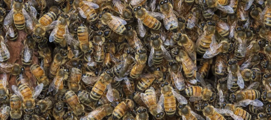Des abeilles italiennes Apis mellifera ligustica, vues de dessus sur le dessus des cadres d'une ruche. Ces abeilles sont grandes et ont des bandes jaunes très claires sur l'abdomen.