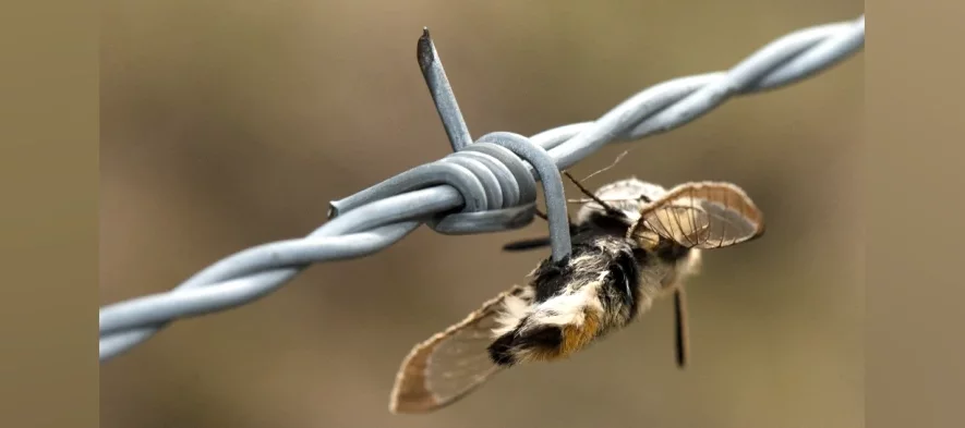 Un papillon aux ailes transparentes épinglée à un fil barbelé par une pie écorcheuse.