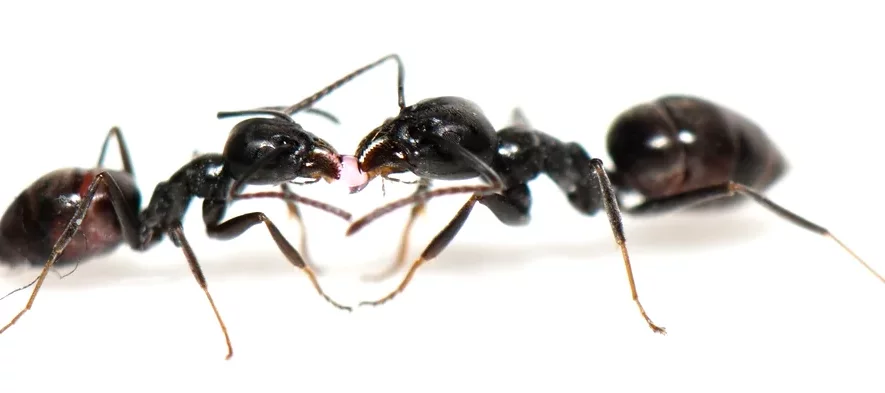 Deux fourmis ouvrières de couleur noire de l'espèce Tapinoma nigerrimum partagent de la nourriture. Photo macro sur fond blanc vu de profil.