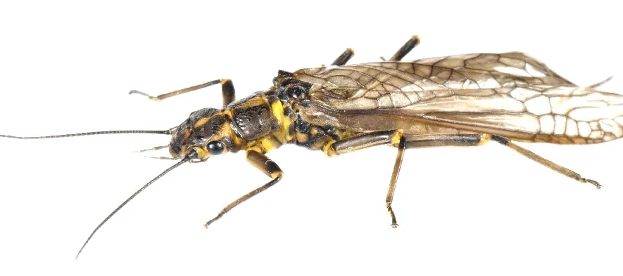 Photo d'un insecte sur fond blanc en macro. Il s'agit d'un Plécoptère, un insecte des bords de rivières aussi appelé perle. Son corps est plat avec des ailes brunes, un corps noir et jaune et de longues antennes.