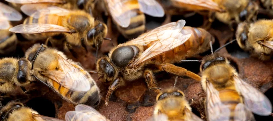 Une reine abeille Apis mellifera inspecte des cellules sur un cadre de couvain operculé avec des abeilles ouvrières autour d'elle dans une ruche.