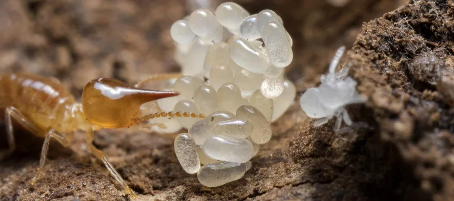 Un termite soldat à nez pointu ou "nasute" inspecte un tas d'oeufs de termites. On voit aussi une jeune larve de termite blanche à droite.