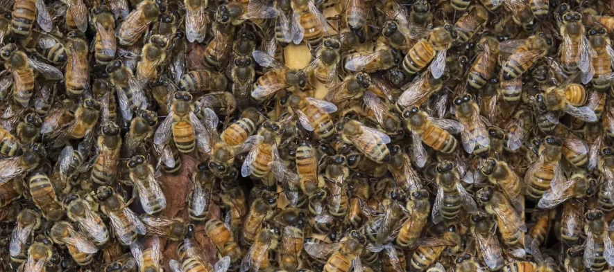 Des abeilles domestiques Apis mellifera sont photographiées de dessus pendant qu'elles refroidissent la ruche.