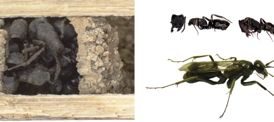 Figure illustrant l'entrée d'un nid d'une guêpe chasseuse d'araignées, rempli de fourmis mortes.