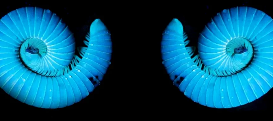 Image composite montrant un mille-pattes fluorescent bleu deux fois (avec un effet miroir).