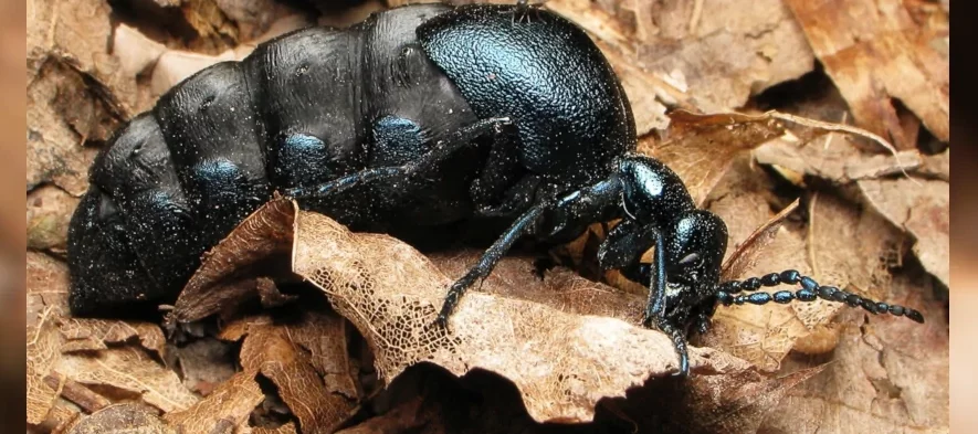 Une femelle méloé sur un fond de feuilles mortes. Les méloés ressemblent à des grosses fourmis bleues avec leur corps séparé clairement en trois parties et un large abdomen.