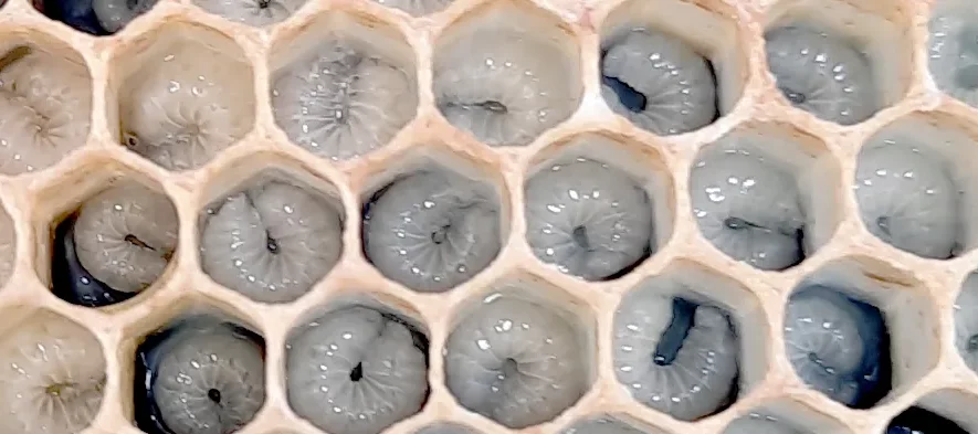 Photo macro de larves d'abeilles se développant dans leurs alvéoles ou cellules de cire dans une ruche.