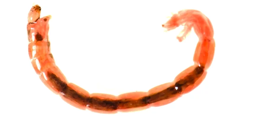 Une larve de chironome ou ver de vase aquatique sur fond blanc. La larve est de couleur rouge écarlate. Vue en gros plan de profil sur fond blanc dans l'eau.